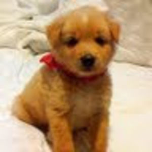 Meet your Posher, Betsy